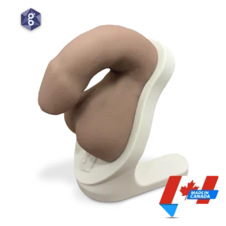 Atlas™ Men’s Pelvic Health Educational Model | Side | Light Colour | Made in Canada | Mens Health Downunder
