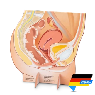 Medintim Female Pelvic Display Model | Made in Germany | Mens Health Downunder