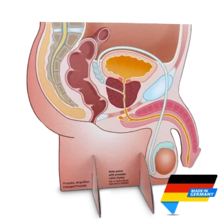 Medintim Male Prostate Display Model | Made in Germany | Mens Health Downunder
