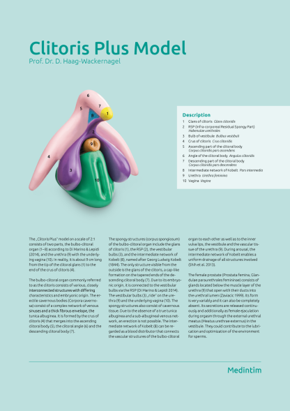 Clitoris Plus Model (coloured and detailed) - Image 2