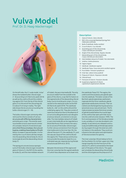 Vulva Model (coloured and detailed) - Image 2