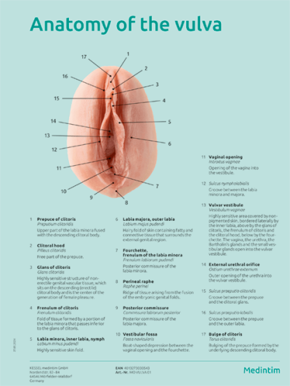 Silicone vulva model (various designs, medical grade) - Image 2